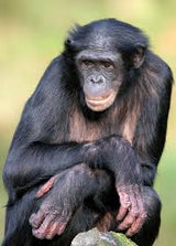 Bonobo Monkey XS - 6XL