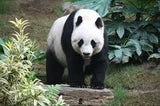 Giant Panda XS - 6XL